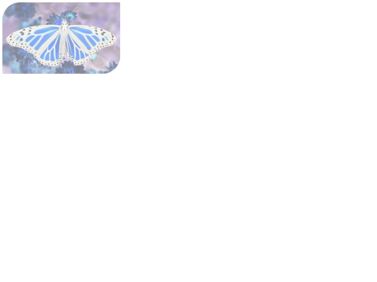 The Limitations Assignment/imitation-images/butterfly screenshot