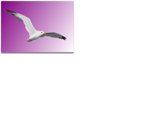 The Limitations Assignment/imitation-images/seagull screenshot