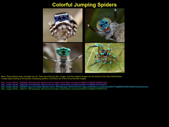 interactive/spiders screenshot