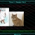 freekittie avatar