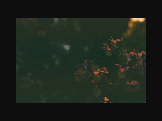 film_photograph_favourites/0011-01614.jpeg screenshot