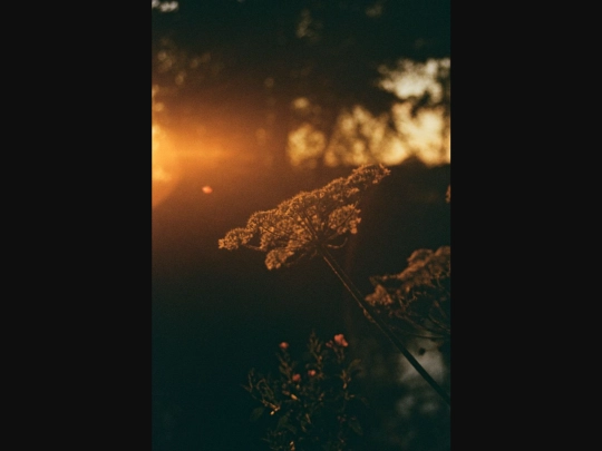 film_photograph_favourites/0016-1d16b.jpeg screenshot