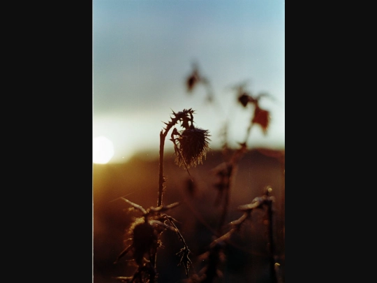 film_photograph_favourites/field_thistle.jpeg screenshot