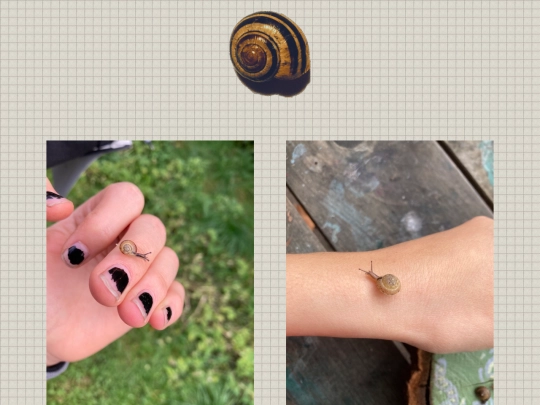 snails screenshot