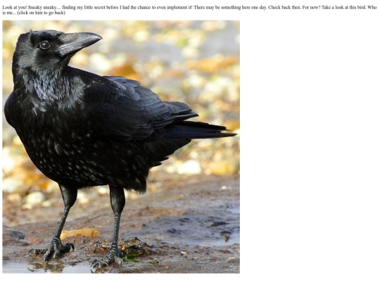 Crow screenshot
