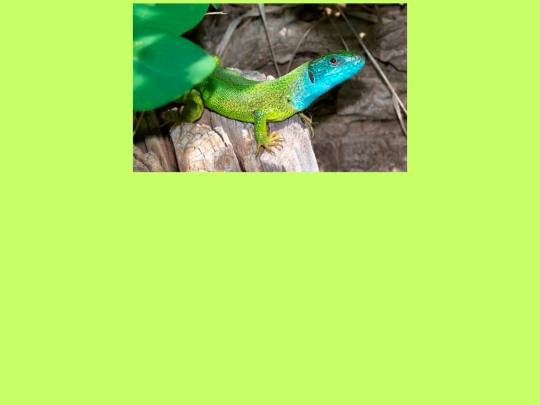 jesterka screenshot