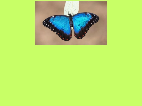 motyl screenshot