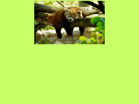 panda screenshot