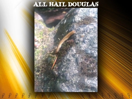douglas screenshot