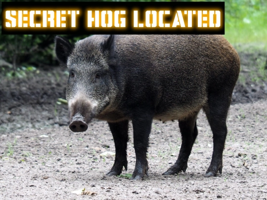 secret_hog screenshot