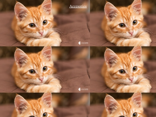 Gopets/gaccesorios screenshot