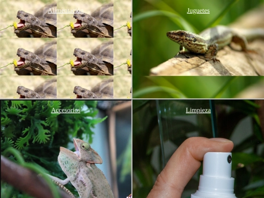 Gopets/reptiles screenshot