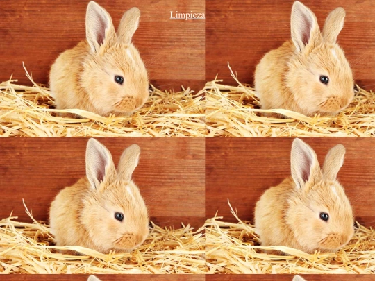 Gopets/rlimpieza screenshot