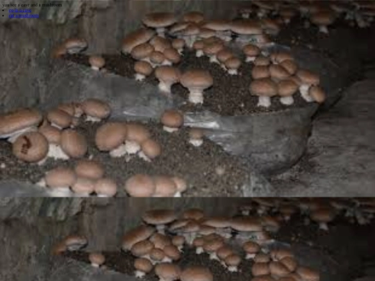cavemushroom screenshot