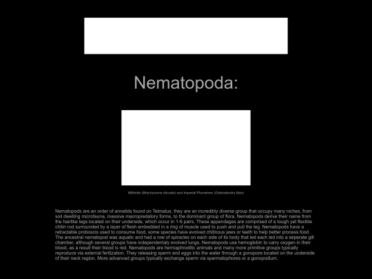 annelida/nematopoda screenshot