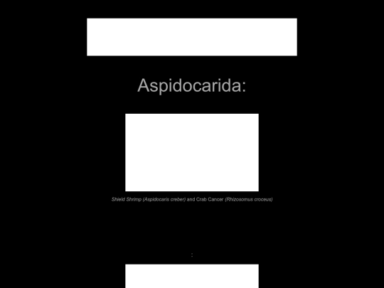 arthropoda/aspidocarida screenshot