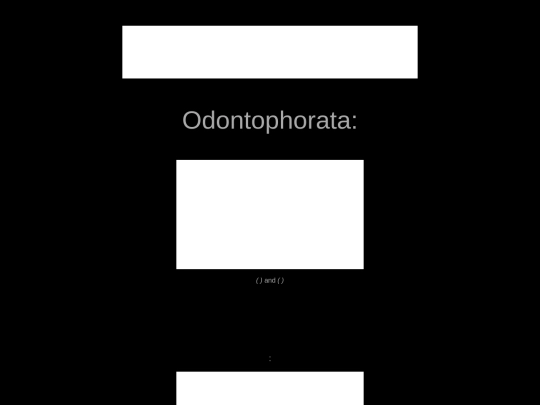 chordata/odontophorata screenshot