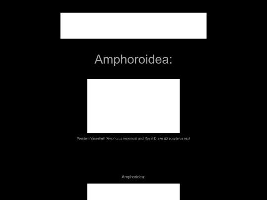 mollusca/amphoroidea screenshot