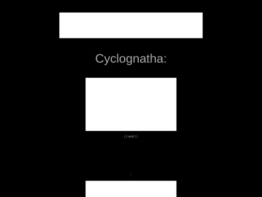 mollusca/cyclognatha screenshot