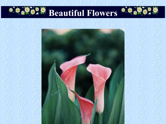 Spectral Solutions Inc./beautifulflowers screenshot