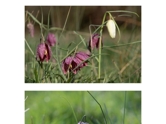 flowers screenshot