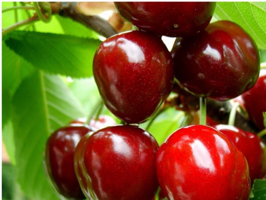 ripe/thai screenshot