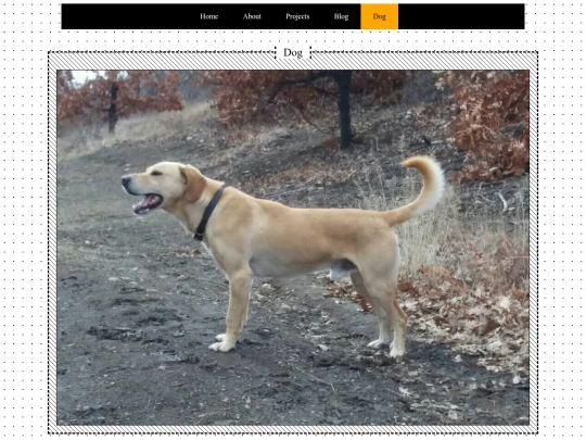 dog screenshot