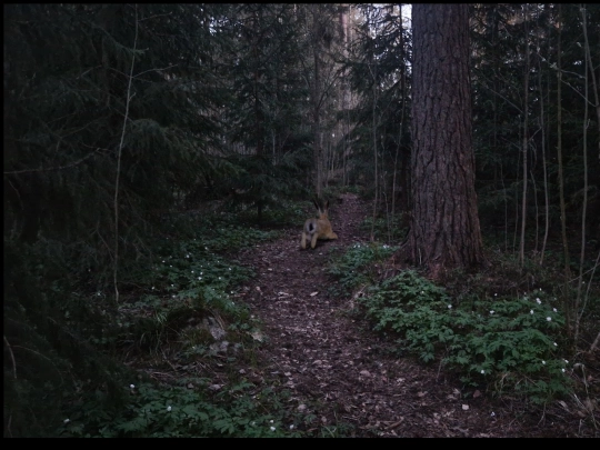 polku11199 screenshot