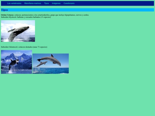 ordencetacea screenshot