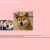 Shiba Inu  avatar