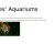 Jules' Aquariums avatar
