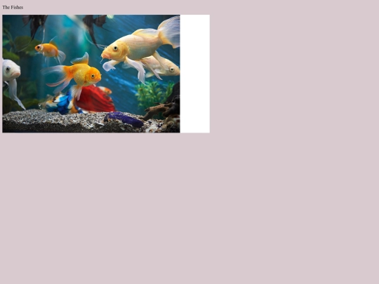 assign-for-navigation/4.09-Flexbox-Puzzle/Flexbox screenshot