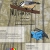 The Nuthatch avatar