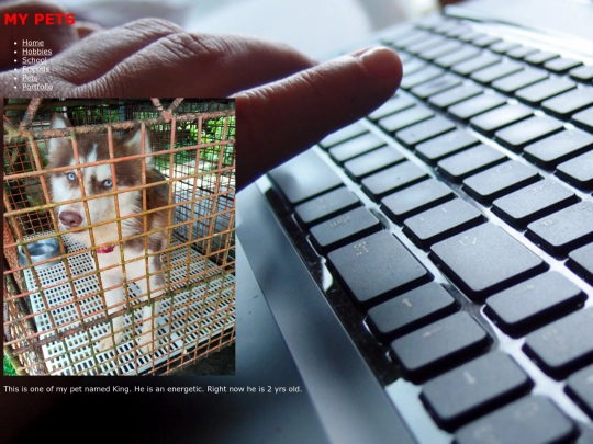 web_design/pets screenshot