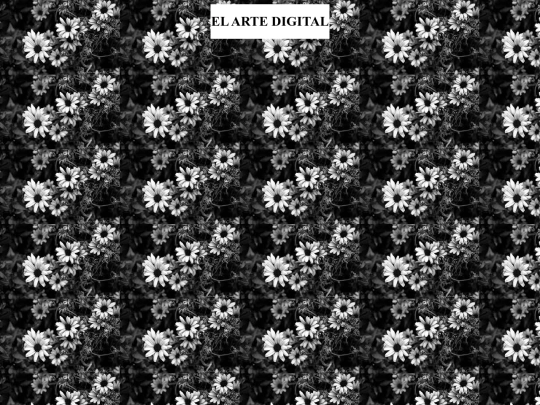Proyecto_Final/flor_blanco_negro screenshot