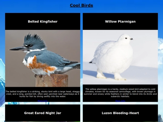 coolbirds screenshot