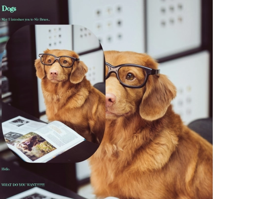 doggy screenshot