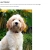 The web site of dogs-and-kittens avatar
