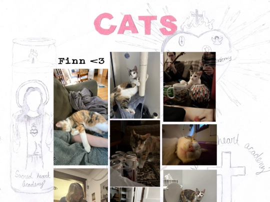 cats screenshot