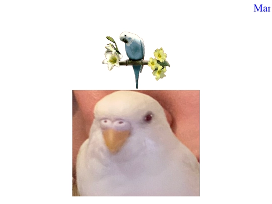 birds screenshot