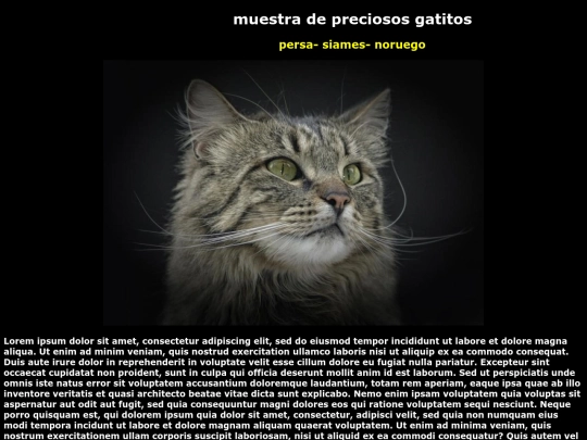 examen/gato2 screenshot
