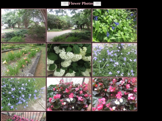 flower screenshot