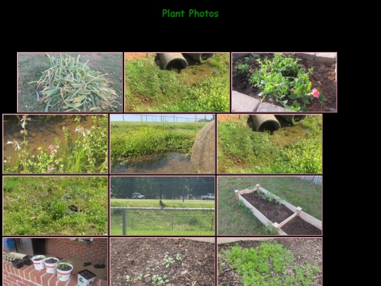 plant screenshot