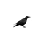 Fly with the crows avatar