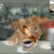 french dip avatar