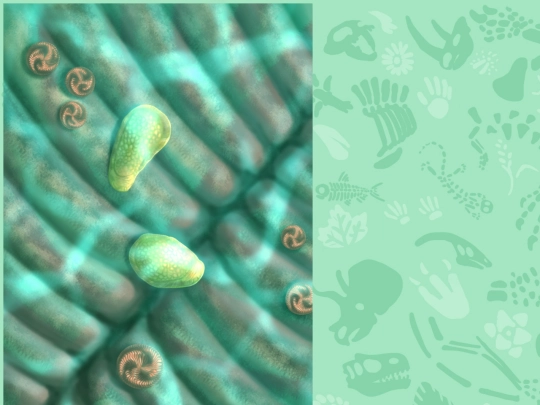 dickinsonia screenshot