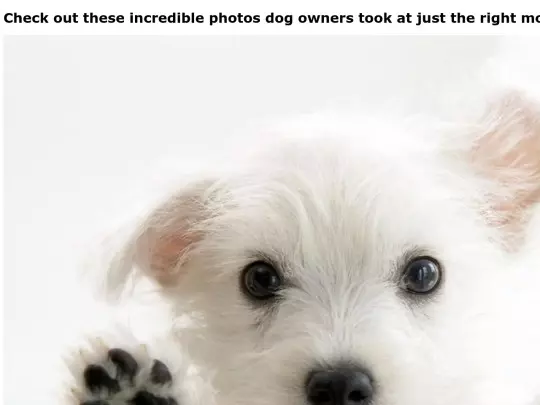 doggypics screenshot