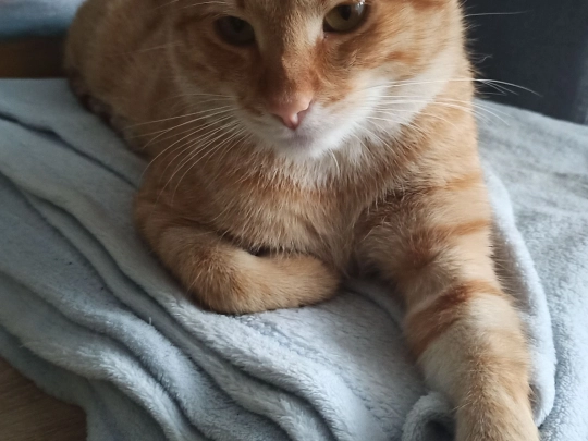 my-cat-cheeto screenshot