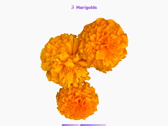 freebies/stock_images/images/3marigolds screenshot