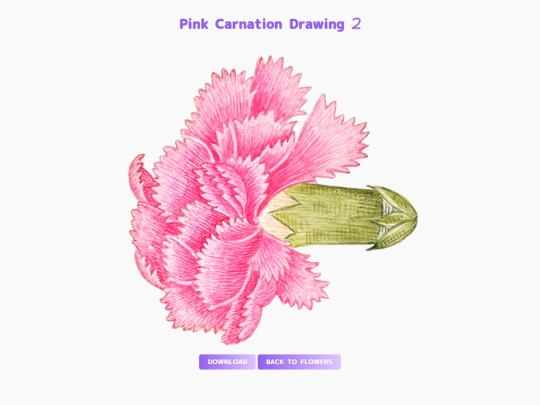 freebies/stock_images/images/carnation_art2 screenshot